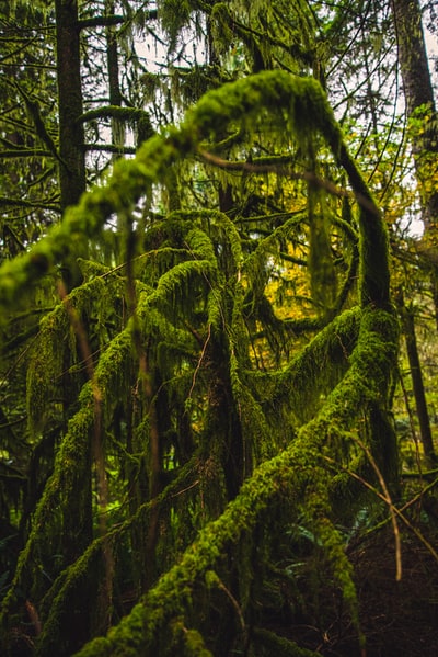 绿色的苔藓在树白天
